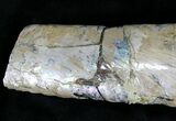 Fossil Baculites With Iridescent Shell - Reduced Price #22796-3